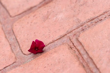 Dark red nature outdoor photo