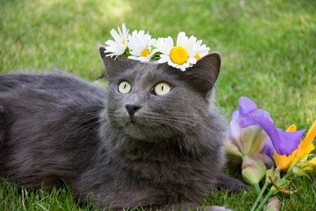 Animals pet cat