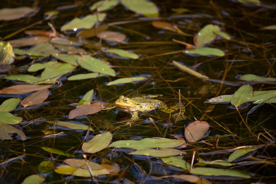 Nature water frog frog pond photo