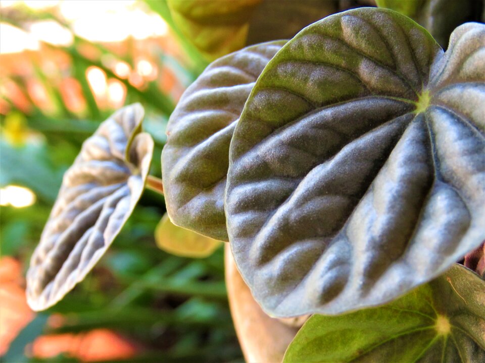 Garden color outdoors
