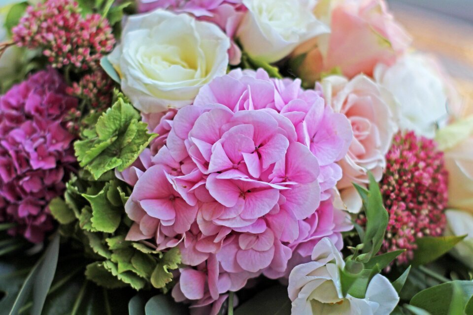 Blossom bloom pink