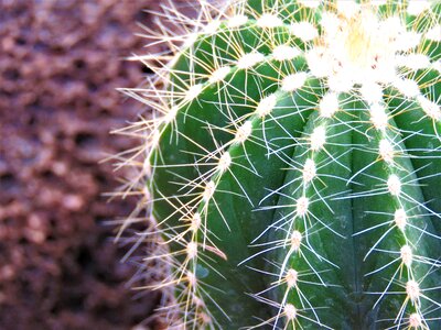 Sharp desert prickly