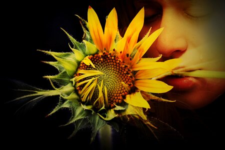 Sunflower yellow green