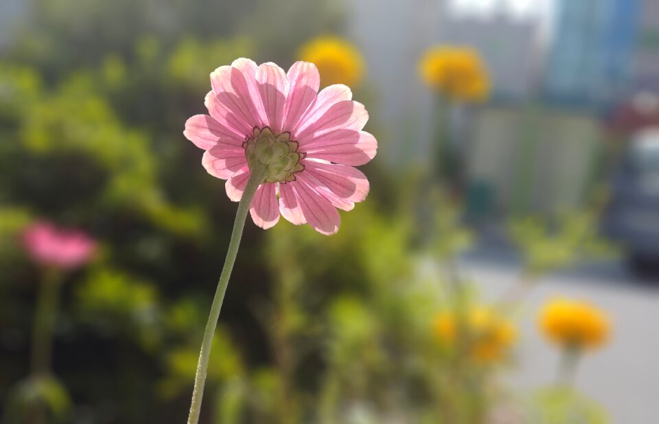 Backlight sunshine sejong city