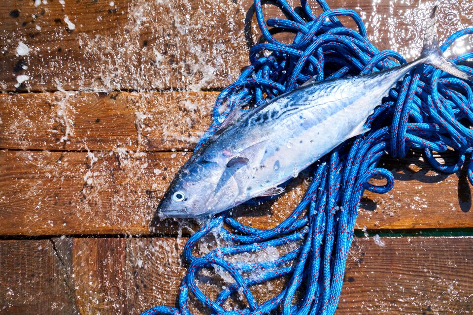 Catch hunter fishing rod