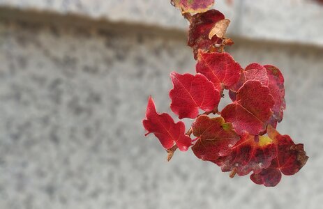 Vine sejong city seongnam high school