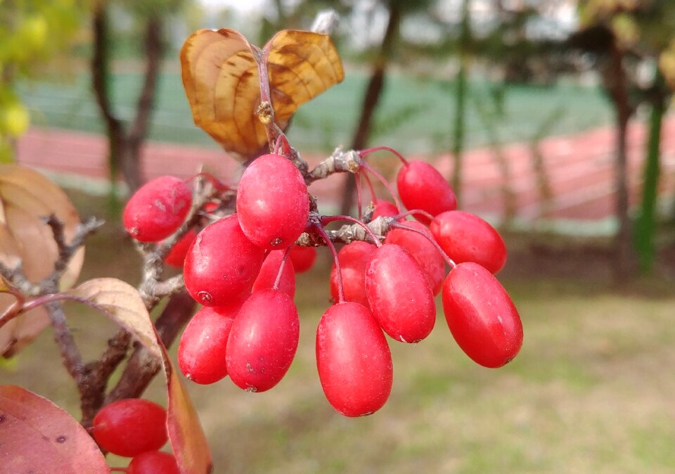 Red red berries sejong city