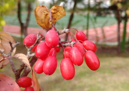 Red red berries sejong city