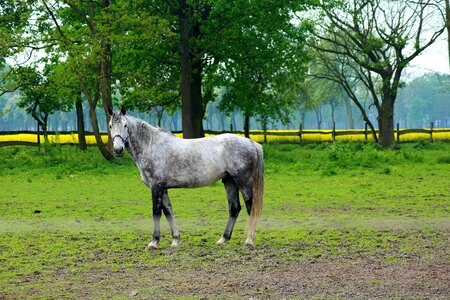 Pasture land landscape white horse