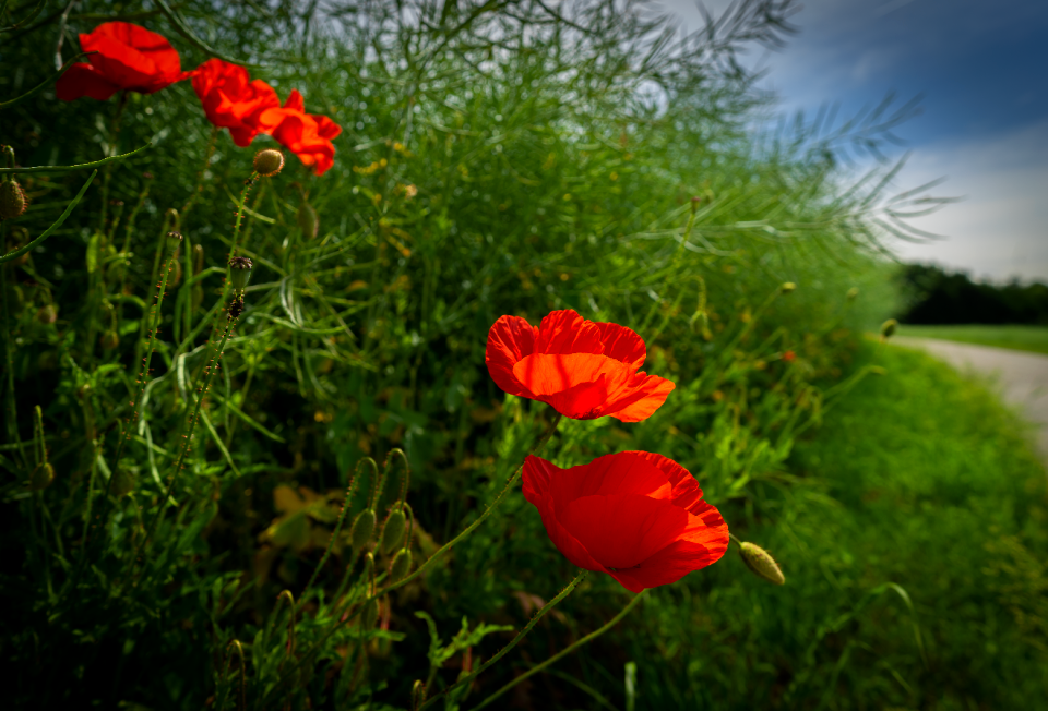 Flower field landscape photo