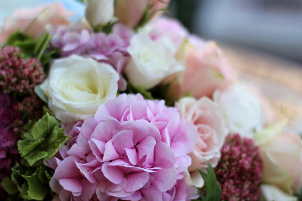 Blossom bloom pink