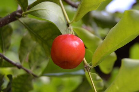 Vitamin brazil nature