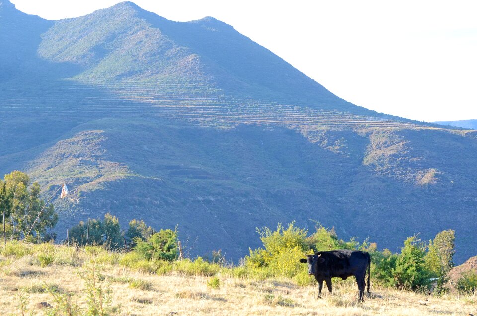 Mountains nature grazing