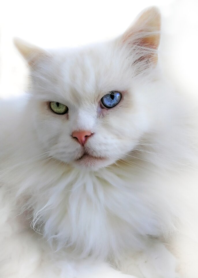 Eyes blue green