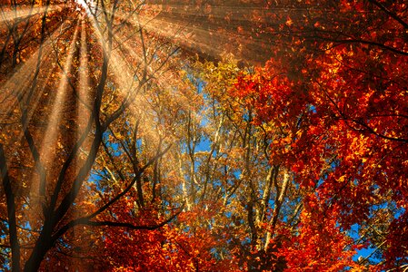 Sunbeams nature foliage