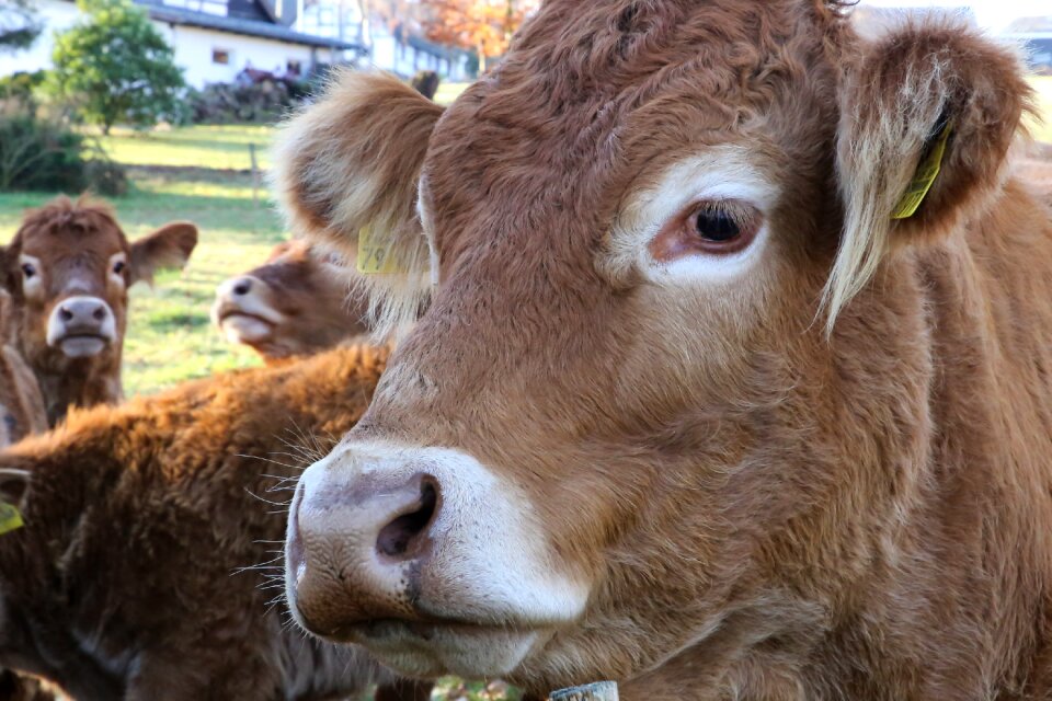 Herd of cattle livestock agriculture