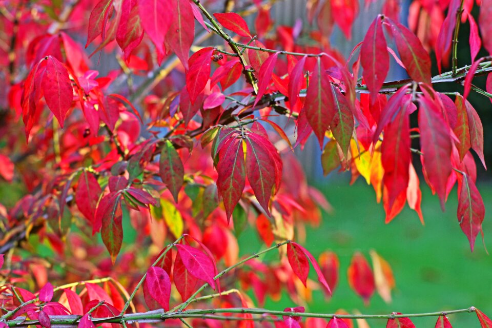 Colorful fall color nature
