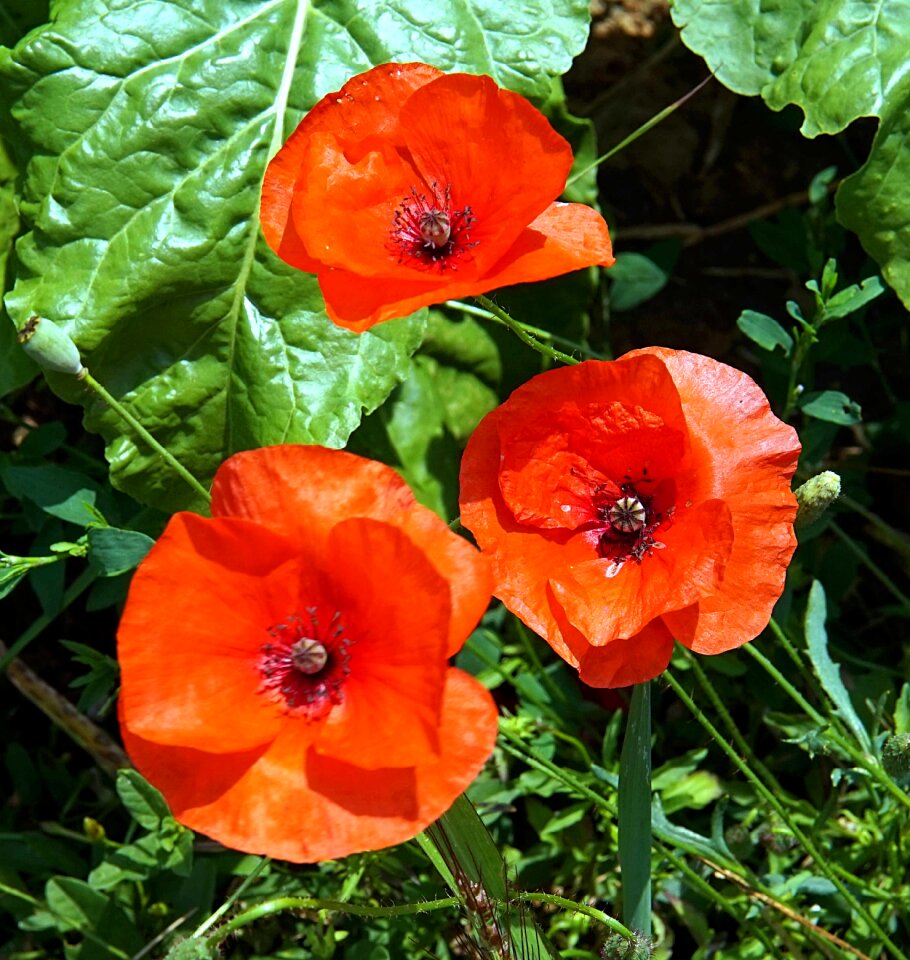 Klatschmohn summer garden