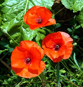 Klatschmohn summer garden