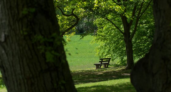 Nature wood leaf photo