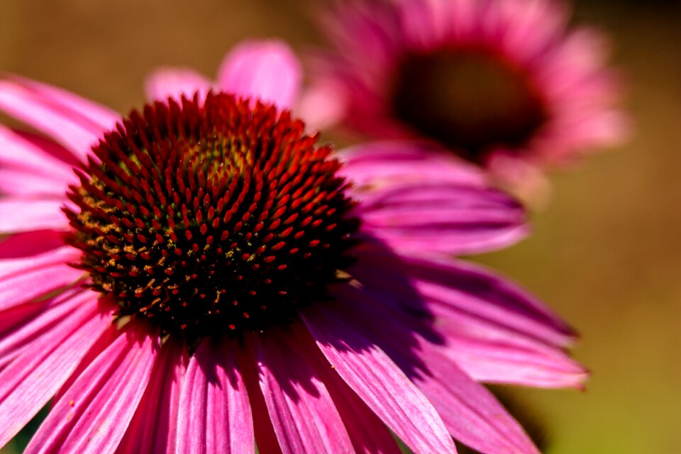 Nature garden flower garden