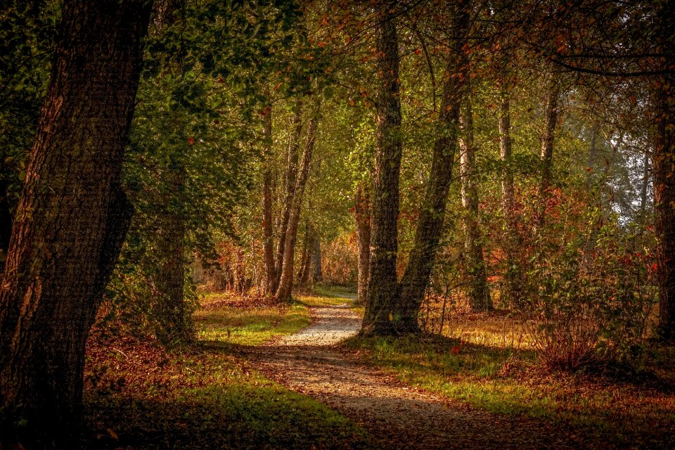 Trees away path