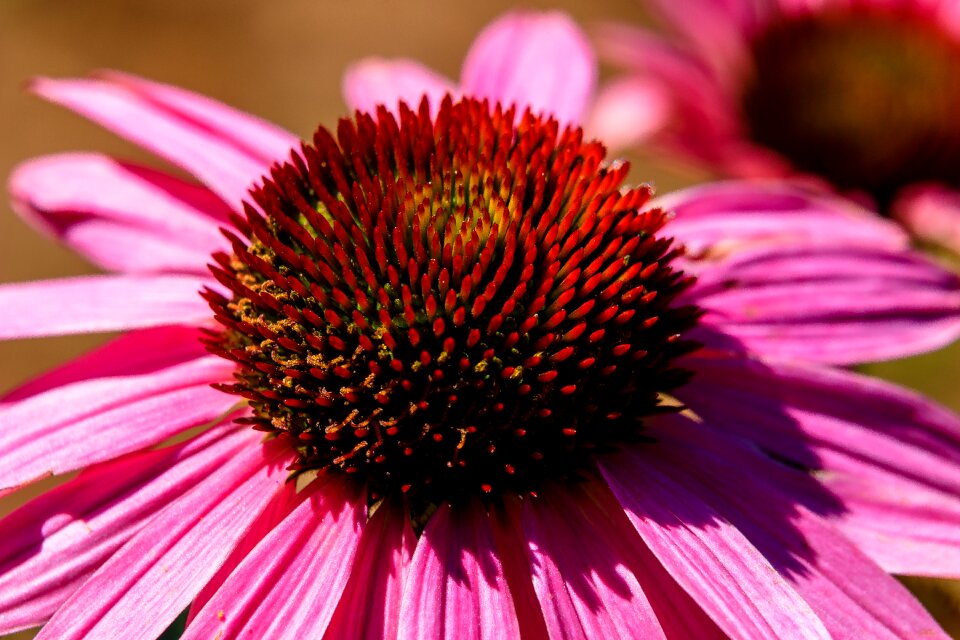 Nature garden flower garden