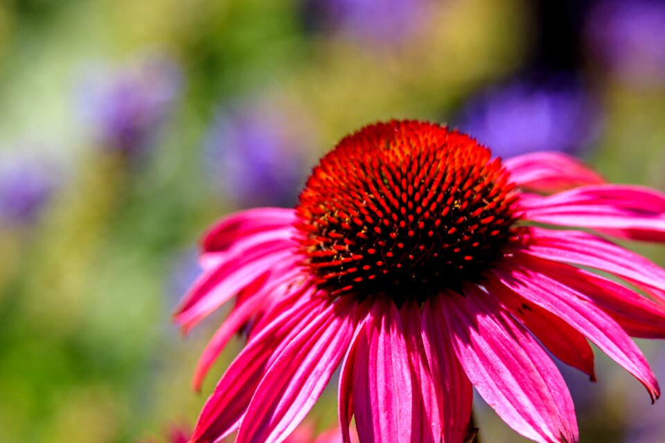 Nature garden flower garden
