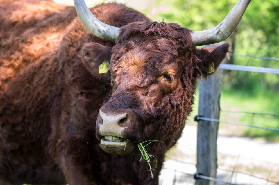 Mammal grass cattle