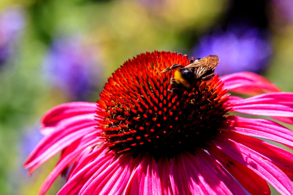 Nature garden flower garden