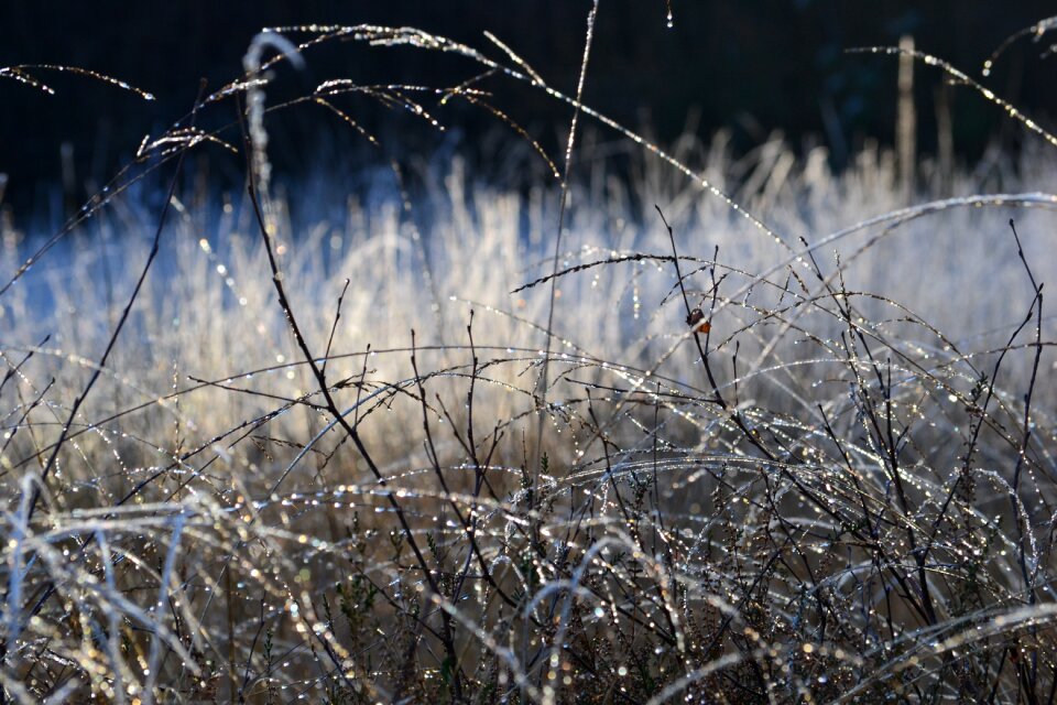 Winter cold nature