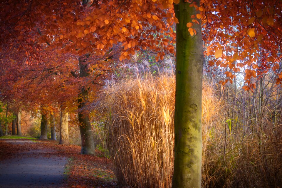 Book grasses nature