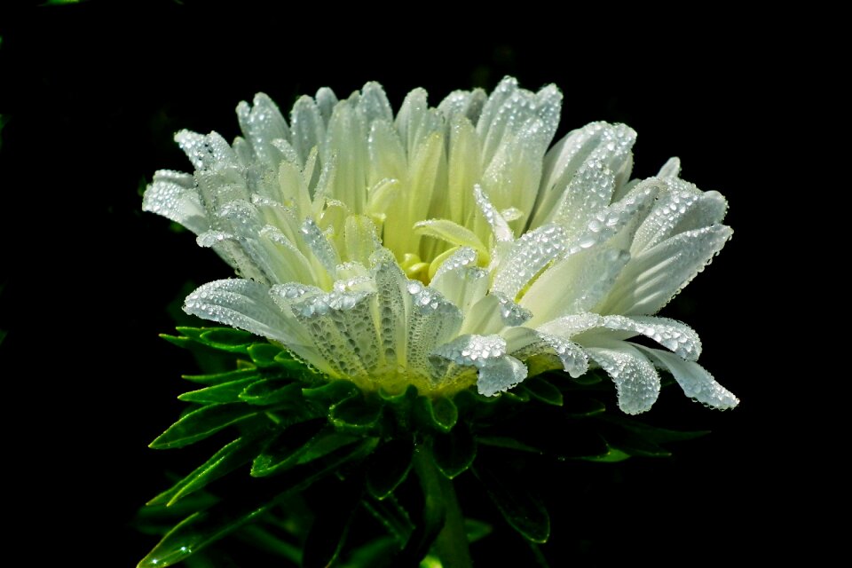 Garden nature summer