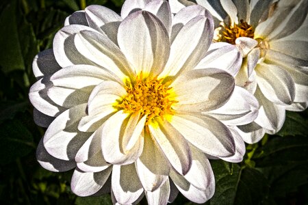 Composites white yellow