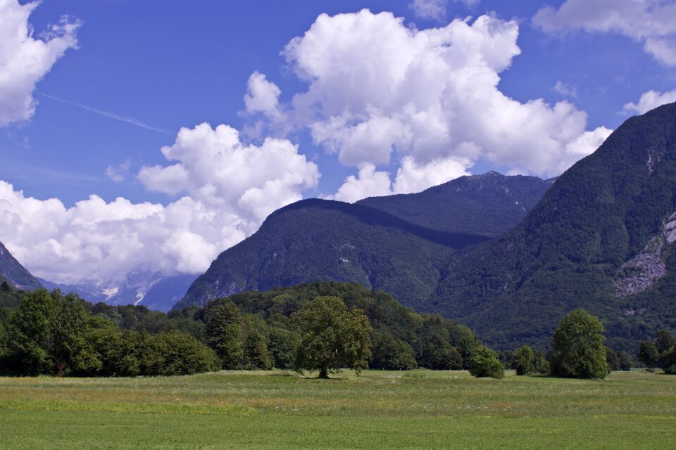 Mountain trees meadow