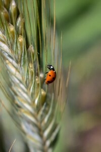 Beetle grass kolosok