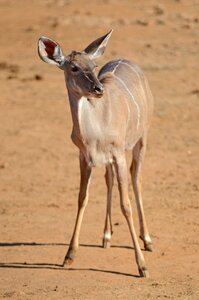 Nature animal wild