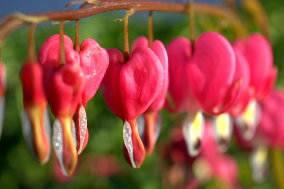 Bloom garden plant