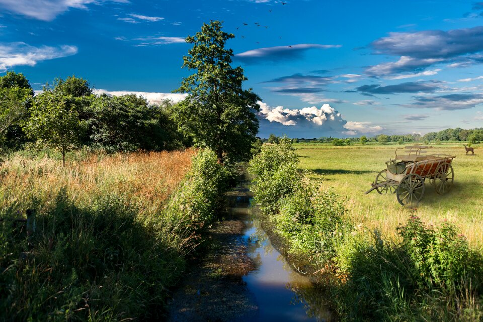 Meadow landscape nature