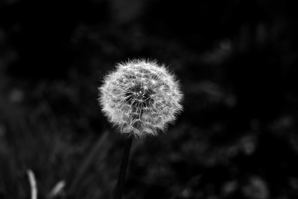 Dandelion nature foreground