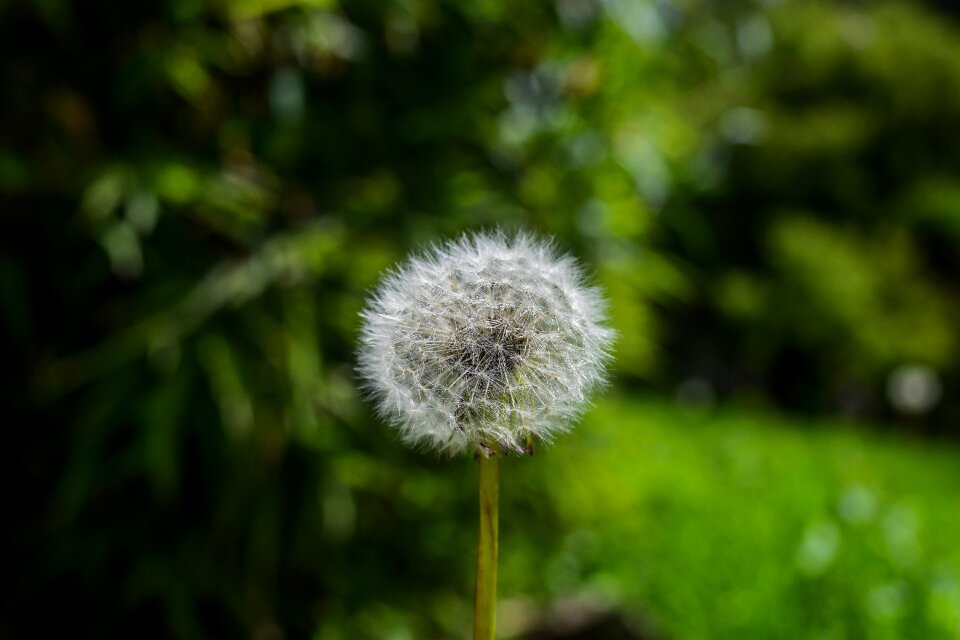 Dandelion nature foreground
