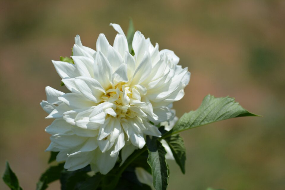 Floral yellow blossom