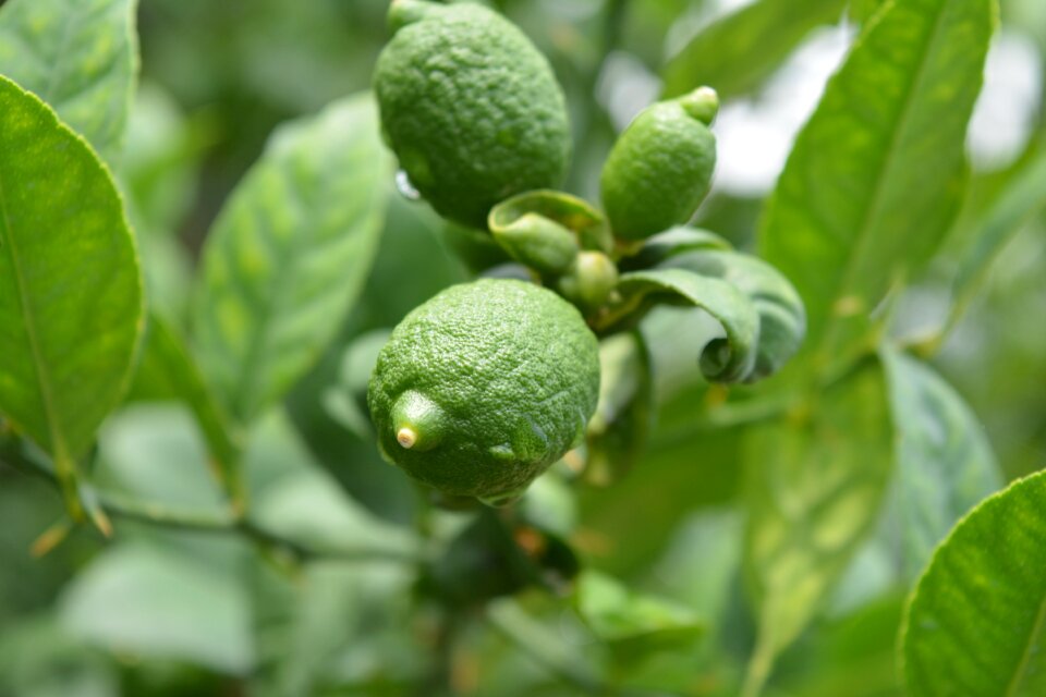 Fruit fresh citrus