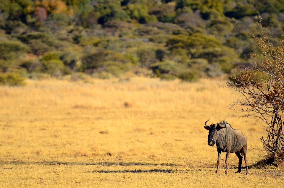 Safari nature animal