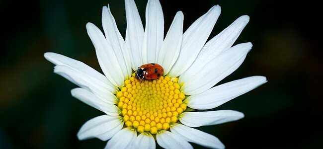 Macro insect flower