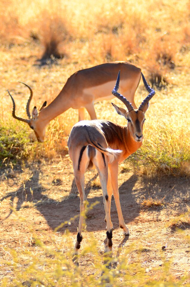 Safari nature animal