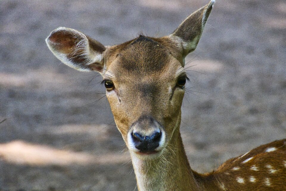 Animal nature wild
