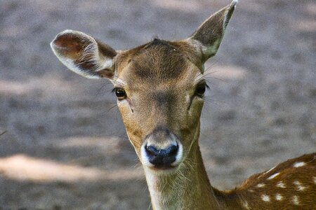 Animal nature wild