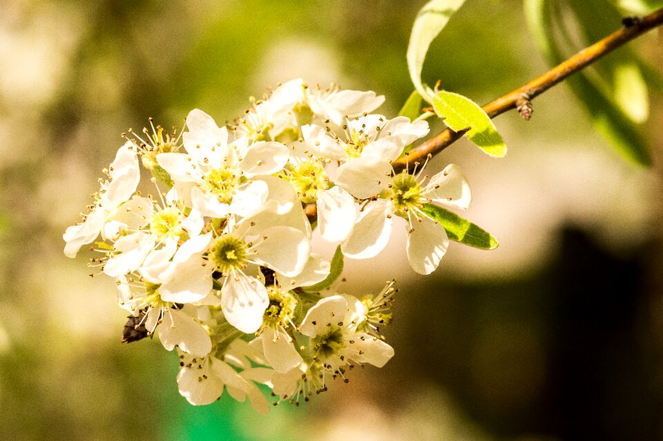 Garden flowers spring