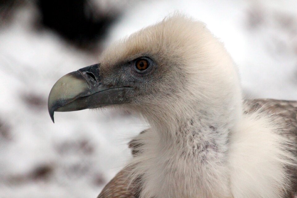 Bird of prey vulture feathered race